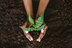 Eco-Friendly Landscaping: A Guide to Greener Gardens 
